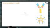 Human Health And Diseases - Structure Of Immunoglobulin Part II (Session 2) Human Health And Diseases - Structure Of Immunoglobulin Part II (Session 2)
