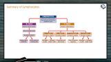 Human Health And Diseases - Summary Of Lymphocytes (Session 2) Human Health And Diseases - Summary Of Lymphocytes (Session 2)