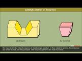 Class 12 Chemistry - Interaction Of Drugs With Targets Video by MBD Publishers Class 12 Chemistry - Interaction Of Drugs With Targets Video by MBD Publishers