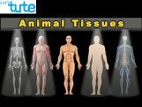 Class 9 Biology - Introduction To Animal Tissues Video by Let's tute Class 9 Biology - Introduction To Animal Tissues Video by Let's tute