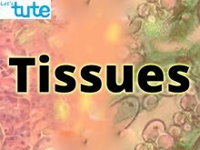 Class 9 Biology - Introduction To Tissues Video by Let's tute