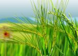 Irrigation Engineering-I Irrigation Engineering-I