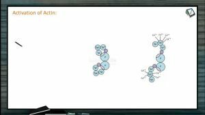 Locomotion And Movement - Activation Of Actin Myosin Proteins And Triad System (Session 3)