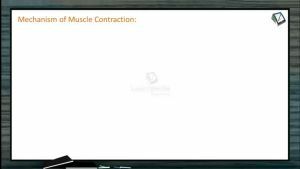 Locomotion And Movement - Mechanism Of Muscle Contraction (Session 3)