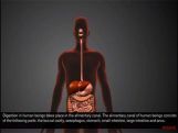 Grade X Digestive System   Grade X Digestive System