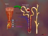 Grade X Urine Formation In Kideny   Grade X Urine Formation In Kideny
