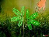 Grade X Movement In Plants   Grade X Movement In Plants