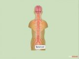 Grade X Human Nervous System   Grade X Human Nervous System