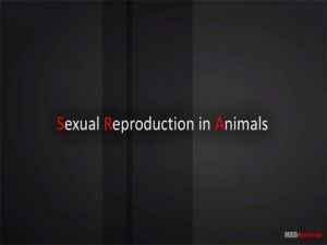 Grade X Sexual Reproduction In Animals  