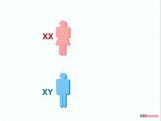 Grade X Sex Determination   Grade X Sex Determination