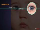 Grade X The Human Eye   Grade X The Human Eye