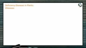 Mineral Nutrition - Deficiency Diseases In Plants (Session 2)