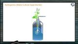 Mineral Nutrition - Hydroponics (Session 1)