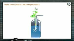 Mineral Nutrition - Hydroponics (Session 1)