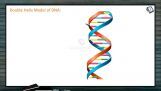 Molecular Basis of Inheritance - Double Helix Model of DNA (Session 1) Molecular Basis of Inheritance - Double Helix Model of DNA (Session 1)
