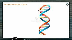 Molecular Basis of Inheritance - Double Helix Model of DNA (Session 1)