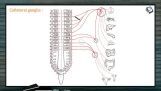 Neural Control And Coordination - Collateral Ganglia (Session 5) Neural Control And Coordination - Collateral Ganglia (Session 5)