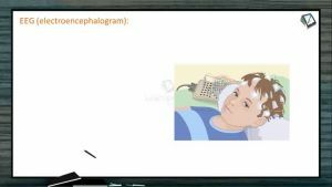 Neural Control And Coordination - EEG (Electroencephalography) (Session 7)