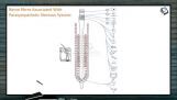 Neural Control And Coordination - Nerve Fibres Associated With Parasympathetic Nervous System (Session 6) Neural Control And Coordination - Nerve Fibres Associated With Parasympathetic Nervous System (Session 6)