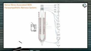 Neural Control And Coordination - Nerve Fibres Associated With Parasympathetic Nervous System (Session 6)