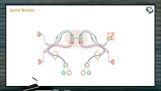 Neural Control And Coordination - Structure And Types Of Spinal Nerves (Session 4) Neural Control And Coordination - Structure And Types Of Spinal Nerves (Session 4)