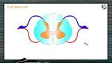 Neural Control And Coordination - Transverse Section Of Spinal Cord (Session 3) Neural Control And Coordination - Transverse Section Of Spinal Cord (Session 3)