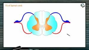 Neural Control And Coordination - Transverse Section Of Spinal Cord (Session 3)