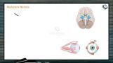 Neural Control And Coordination - Types Of Cranial Nerves -II (Session 4) Neural Control And Coordination - Types Of Cranial Nerves -II (Session 4)