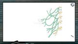 Neural Control And Coordination - Types Of Nerve Plexus (Session 4) Neural Control And Coordination - Types Of Nerve Plexus (Session 4)