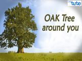 All Class Values To Lead - Oak Tree Around You Video by Lets Tute