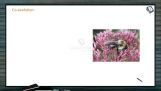 Origin And Evolution Of Life - Co-Evolution (Session 5) Origin And Evolution Of Life - Co-Evolution (Session 5)