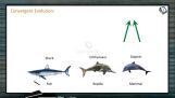 Origin And Evolution Of Life - Convergent Evolution (Session 4) Origin And Evolution Of Life - Convergent Evolution (Session 4)