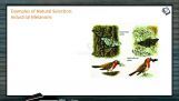 Origin And Evolution Of Life - Examples Of Natural Selection Part I (Session 11) Origin And Evolution Of Life - Examples Of Natural Selection Part I (Session 11)
