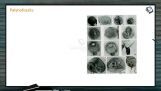 Origin And Evolution Of Life - Types Of Fossil On The Basis Of Mode Of Formation -II (Session 9) Origin And Evolution Of Life - Types Of Fossil On The Basis Of Mode Of Formation -II (Session 9)