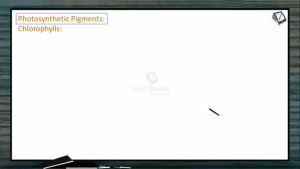 Photosynthesis - Photosynthetic Pigments (Session 1)