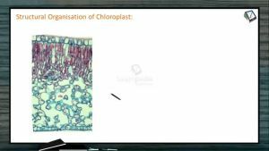 Photosynthesis - Structural Organisation Of Chloroplast (Session 1)