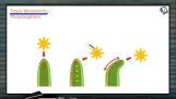 Plant Growth And Development - Functions Of Auxins Part 2 (Session 2) Plant Growth And Development - Functions Of Auxins Part 2 (Session 2)