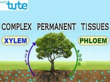 Class 9 Biology - Plant Tissues - Complex Permanent Tissues Video by Let's tute