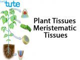 Class 9 Biology - Plant Tissues - Meristematic Tissues Video by Let's tute Class 9 Biology - Plant Tissues - Meristematic Tissues Video by Let's tute