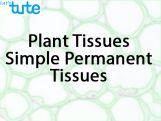 Class 9 Biology - Plant Tissues - Simple Permanent Tissues Video by Let's tute Class 9 Biology - Plant Tissues - Simple Permanent Tissues Video by Let's tute