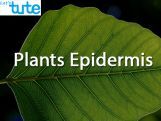 Class 9 Biology - Plants Epidermis Video by Let's tute Class 9 Biology - Plants Epidermis Video by Let's tute