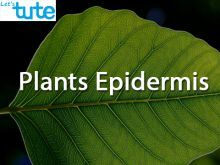 Class 9 Biology - Plants Epidermis Video by Let's tute