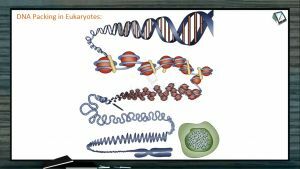 Principles of Inheritance And Variation - Dna Packing In Eukaryotes (Session 7)