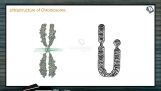 Principles of Inheritance And Variation - Ultrastructure Of Chromosomes (Session 7)