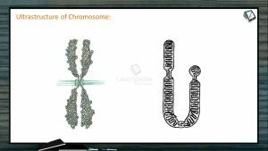 Principles of Inheritance And Variation - Ultrastructure Of Chromosomes (Session 7)