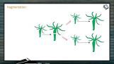 Reproduction In Organisms - Advantages And Disadvantages Of Asexual Reproduction (Session 1) Reproduction In Organisms - Advantages And Disadvantages Of Asexual Reproduction (Session 1)