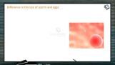 Reproduction In Organisms - Difference Between Spermatogenesis And Oogenesis (Session 6) Reproduction In Organisms - Difference Between Spermatogenesis And Oogenesis (Session 6)