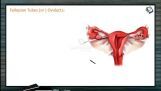 Reproduction In Organisms - Fallopian Tubes (Session 5) Reproduction In Organisms - Fallopian Tubes (Session 5)