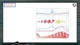 Reproduction In Organisms - Ovulation And Postovulatory Phase Of Menstrual Cycle (Session 7) Reproduction In Organisms - Ovulation And Postovulatory Phase Of Menstrual Cycle (Session 7)