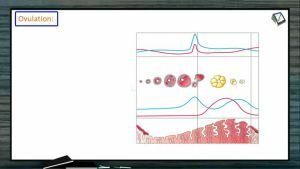 Reproduction In Organisms - Ovulation And Postovulatory Phase Of Menstrual Cycle (Session 7)